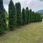 For A Large Family * Sarajevo