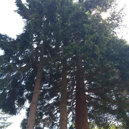 For A Large Family Willa *