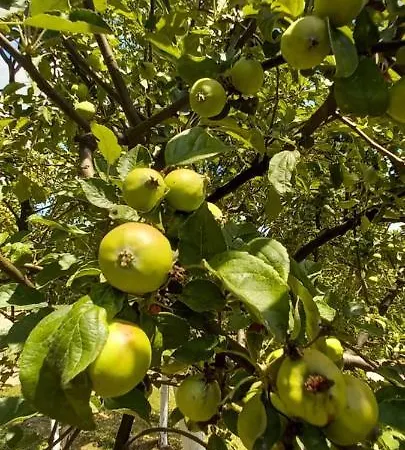 Willa For A Large Family Sarajewo