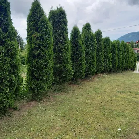 For A Large Family * Sarajewo